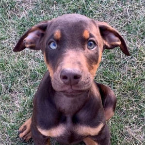 Meet your Posher, Canadian